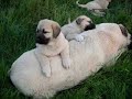 Kangal Dog, Anatolian Shepherd Dog Kangal Dog, Anatolian Shepherd Dog