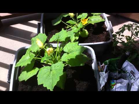 how to transplant a zucchini plant