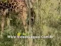 birth of one giraffe