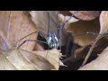 Modri pajkec (Blue little spider)