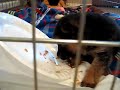 Puppy Boo