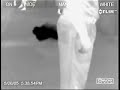 Fart Caught On Infrared Camera