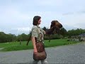 Eagles Flying, Ballymote, Sligo. 2008