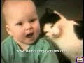Crazy cats