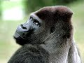 BATTIPAGLIA VIDEO DIVERTENTE GORILLA CHE BALLA IN CITTA