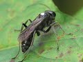 The female spider wasp (Auplopus sp., family Pompilidae), marked with white paint, was still busy in building her mud nest. Mid-October 2009 in Japan. Soundtrack (audioswapped): 