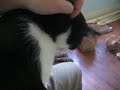 purring Sonar Cat
