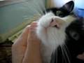 Cat purr