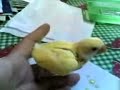 Pankee the chocobo