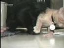 selfish cat