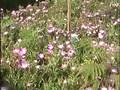 Tropisch Vordenstein  19 - Albizia