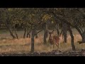Texas Trophy Whitetail Deer Hunts, Exotic Hunting and Fishing at MC Ranch