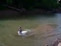 Catching a Catfish