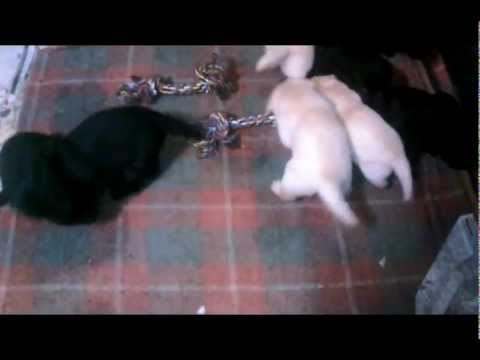 Labrador puppies by Truebred Labradors