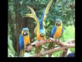 Margo The Macaw