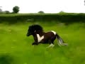 Yearling Miniature Horse Colts 2007