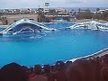 dolphons 4
