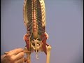 Human Anatomy: Muscles in Clay: Anatomy in Clay? Human Anatomy: Muscles in Clay: Anatomy in Clay?