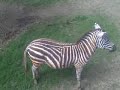 Zoológico de Huachipa Zoológico de Huachipa