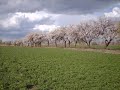 Altmis Yas Nedir Hele (azeri)