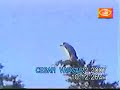 penguin up a tree - wtf? (non English report)