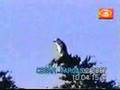 penguin up a tree - wtf? (non English report)