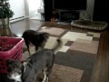 doggs