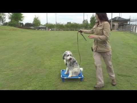 how to train aussiedoodle