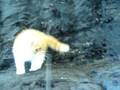 videos de CHARLIE KAM CATTERY 6