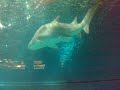 vasca squali acquario genova vasca squali acquario genova