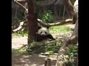 Panda eating Bamboo in San Diego Zoo