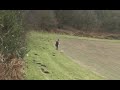 MAGPIE SHOOTING. BEGINERS GUIDE. BAIT. CZ 452 RIMFIRE. ASE UTRA.