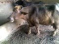 Buffalo Dairy Farm ,Lahore,Pakistan