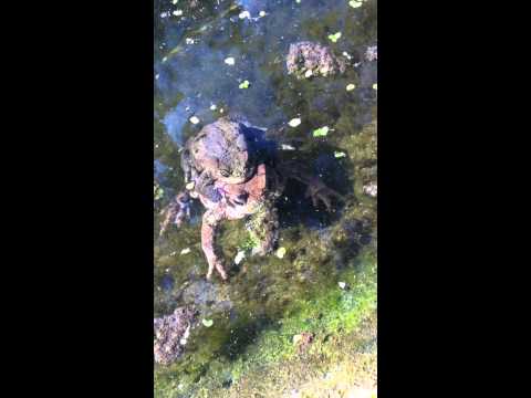 Toads at Brandon Hill, Bristol