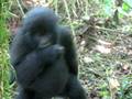 videos de gorillas