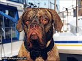 Dogue de Bordeaux in very funny situations!