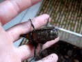 Samec Xylotrupes pubescens Samec Xylotrupes pubescens