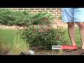 Tough Ornamentals