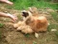 2009-05-26 | Soonshimi, the Afghan hound ~> Asan shelter, South Korea, May, 23rd, 2009  (0:42)