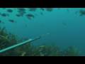 Oceanhunter presents summer spearfishing