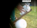 Snowie Introduction