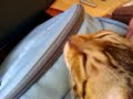 Savannah Kitten Falls Asleep in Backpack