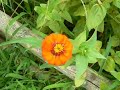 Zinnias Zinnias
