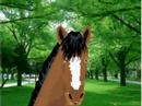 Pedro The Horse For President 2008!