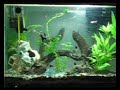 video do meu aquario plantado depois da limpeza e poda das plantas 