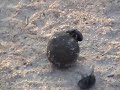 Dung Beetle