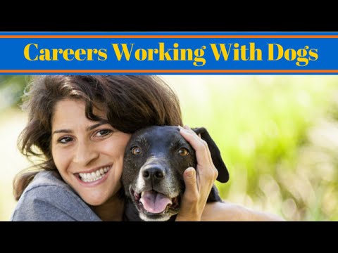 video-linktoworks-Careers Working With Dogs - Dog Trainer Job