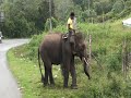 Aceh Elephant