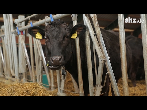 Die Luxusrinder aus Negenharrie