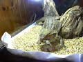 pogona vs locusta